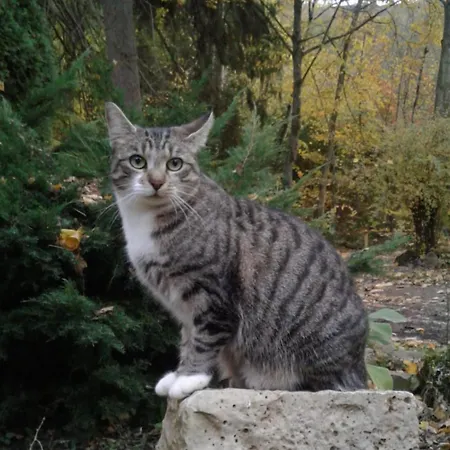 Konukevi D'hotes Sur Ile Saint-Bonnet-de-Rochefort